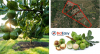 MACADAMIA FARM, 21.8Ha WELL DEVELOPED WITH AMPLE WATER - NELSPRUIT