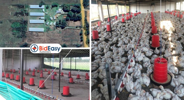 CHICKEN FARM WITH LICENSED ABATTOIR - BRONKHORSTSPRUIT