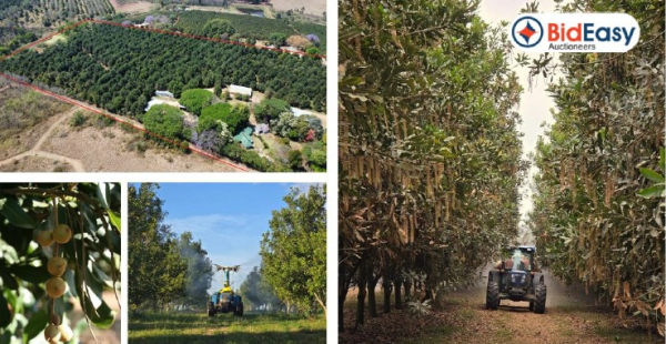 8.5Ha ESTABLISHED MACADAMIA FARM: GLOBAL G.A.P. & SIZA ACCREDITED - WHITE RIVER