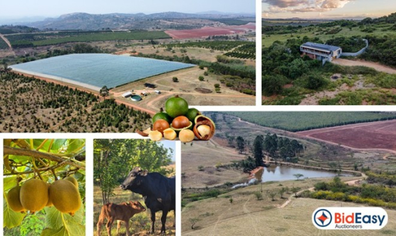 195.80Ha COMMERCIAL FARM: KIWI / MACS / CATTLE - WHITE RIVER