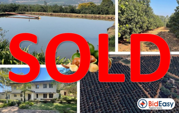 PRIME EXPORT COMMERCIAL FARM: 21Ha MACS WITH WATER RIGHTS - WHITE RIVER