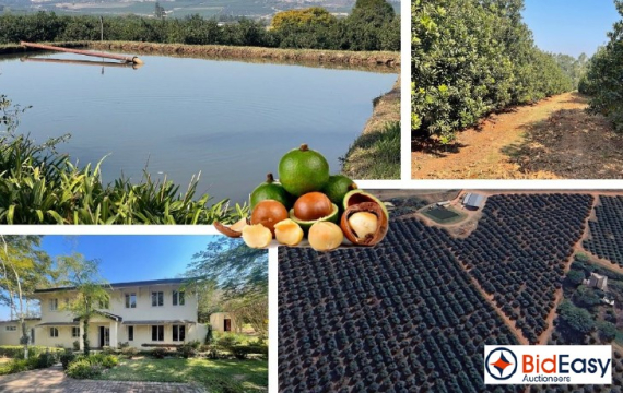 PRIME EXPORT COMMERCIAL FARM: 21Ha MACS WITH WATER RIGHTS - WHITE RIVER