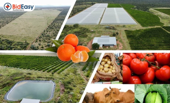 ± 737Ha COMMERCIAL FARM: CITRUS, TOMATO, SEASONAL CROPS & GRAZING WITH 402Ha WATER RIGHTS - VIVO, LIMPOPO